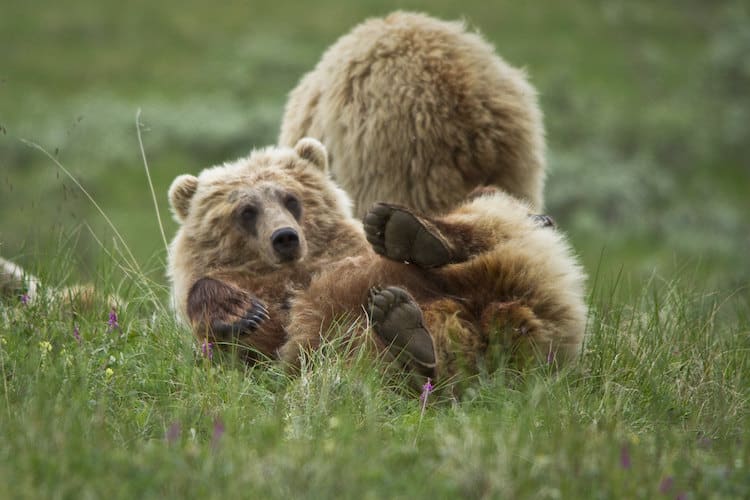 Bears in Denali National Park