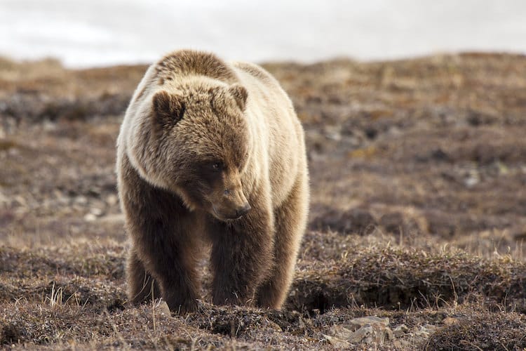 Bear in Denali National Park