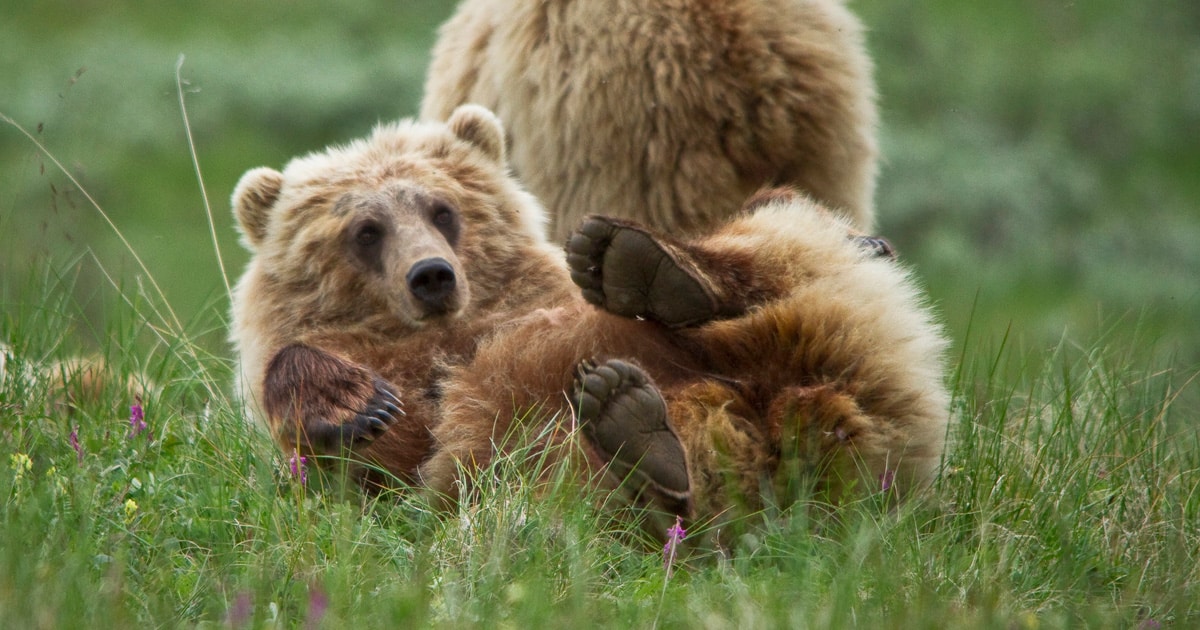 Bear with 3 Cubs Captured Weeks After Deadly Attack on Hiker in Italy