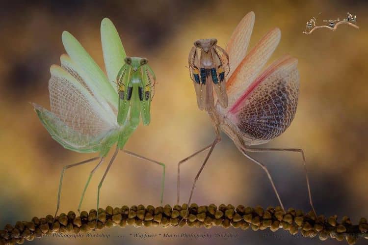 Mantis Macro Photography