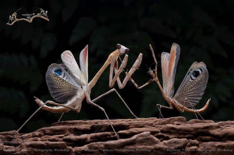 Mantis Macro Photography