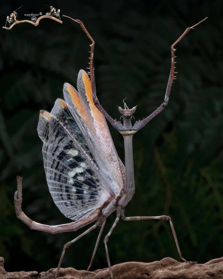 Mantis Macro Photography