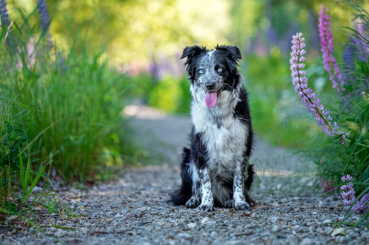 Farm Animal Photography by Tasha Hall