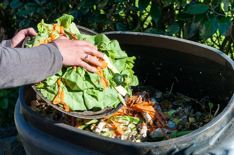Composting Food Scraps