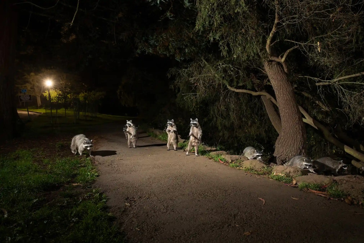 Seven raccoons caught on a road; three of them are standing on their hind legs