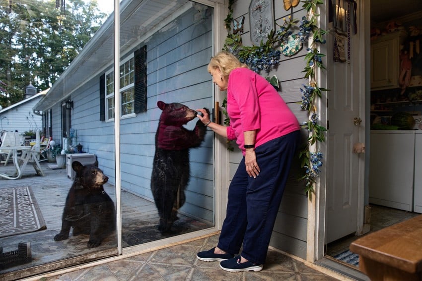 Black Bears at Back Door of Woman's House