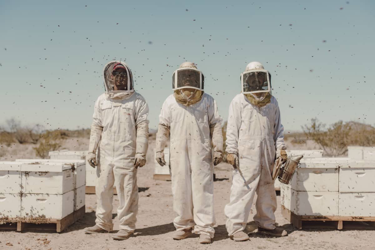 Bee keepers in Arizona