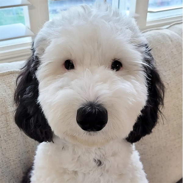 This Adorable Cat and Dog Are Best Friends and They’re Practically Twins