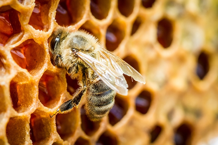Can Bees Feel Emotions? New Study Suggests They Are Sentient