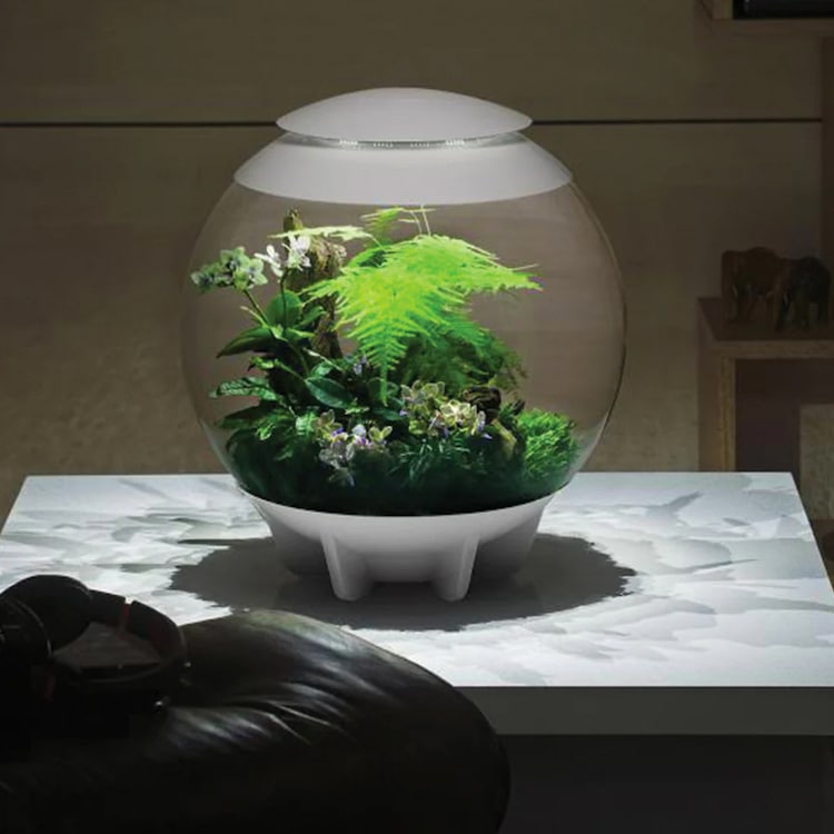 BiOrb Terrarium