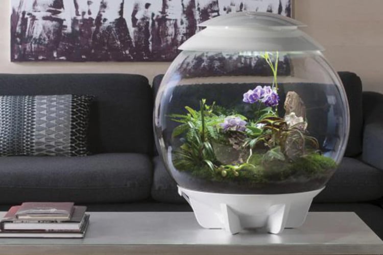 The Biorb air 60 terrarium on a table