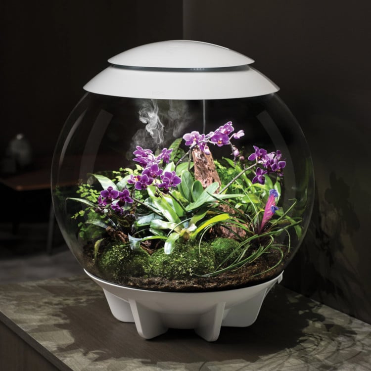 The Biorb air 60 terrarium on a table