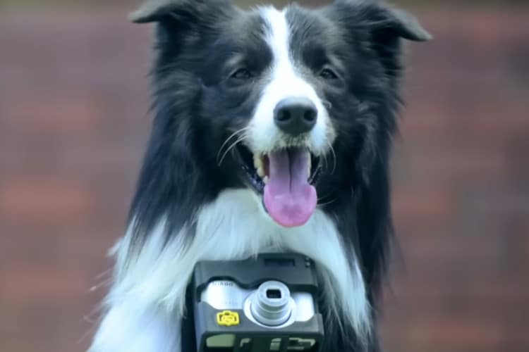 Dog with a camera attached to his chest to take pictures whenever he gets excited