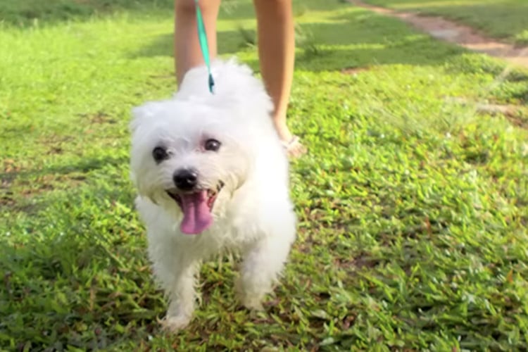 Picture of a white dog taken by a dog with a camera attached to his chest