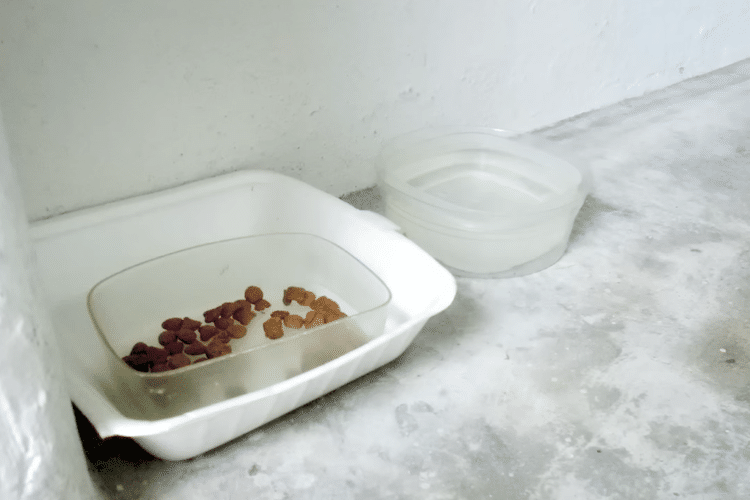 Dog food and bowl of water