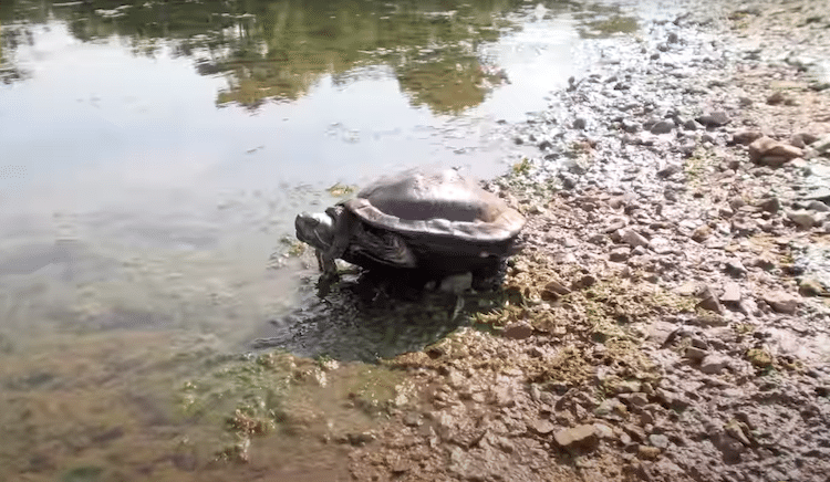 Turtle on land near a lake