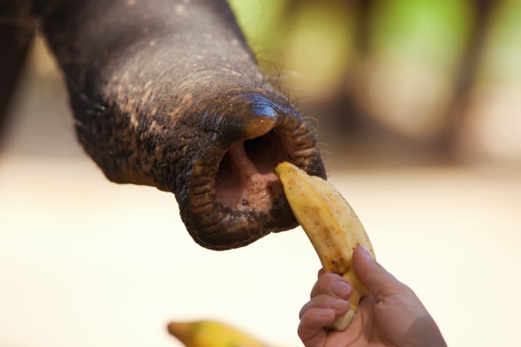 Close up of a Trunk of an elephant as it takes a banana from a hand of the girl