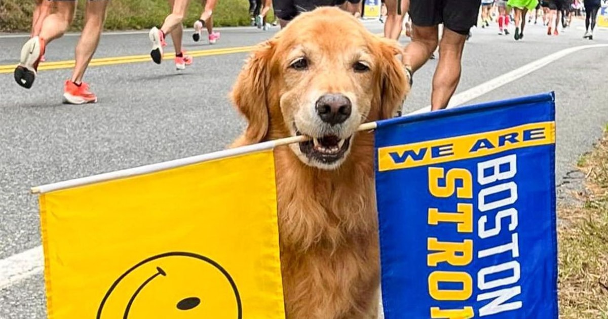 100+ Golden Retrievers Honor Spencer Day Before Boston Marathon