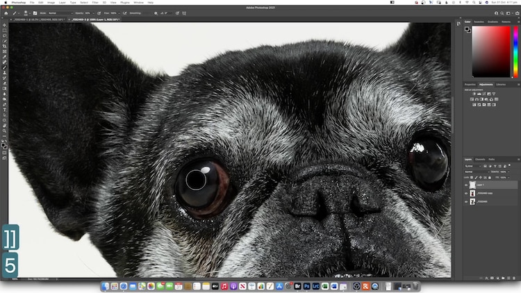 Photo Editing of a Dog Portrait