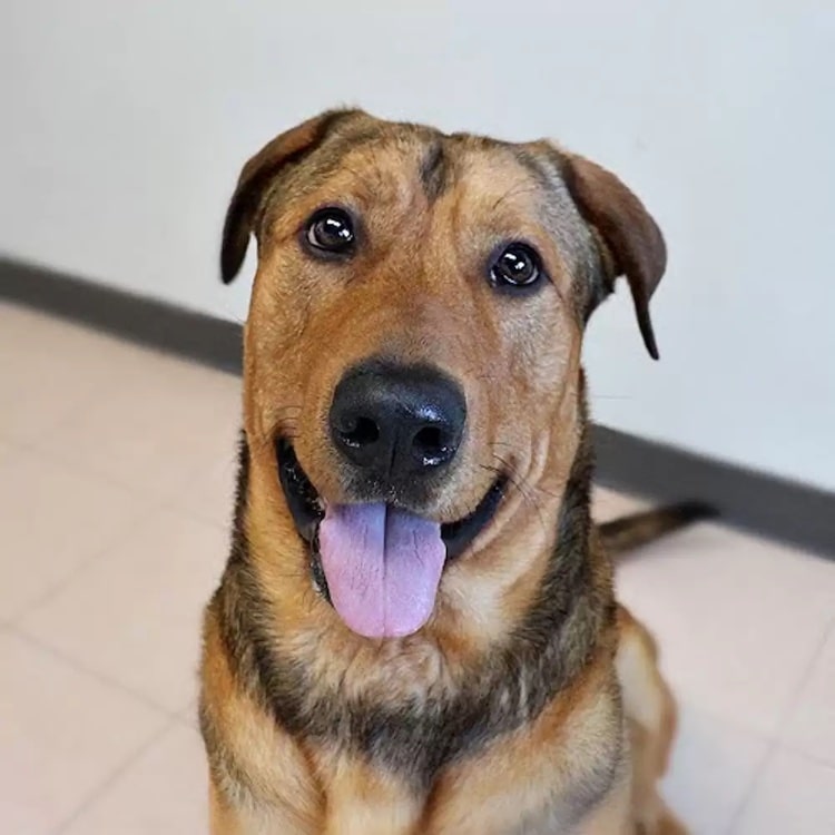 Jax the Dog Hugging His New Pawrent