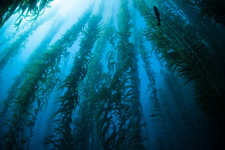 Kelp Forests Sink 5.5 Million Tons of Carbon Dioxide Annually