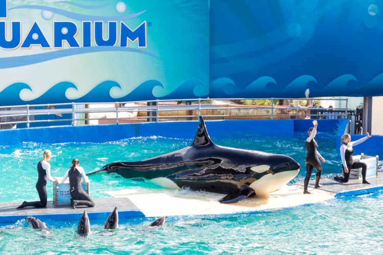 Lolita AKA Tokitae the whale during a show at the miami seaquarium in 2013