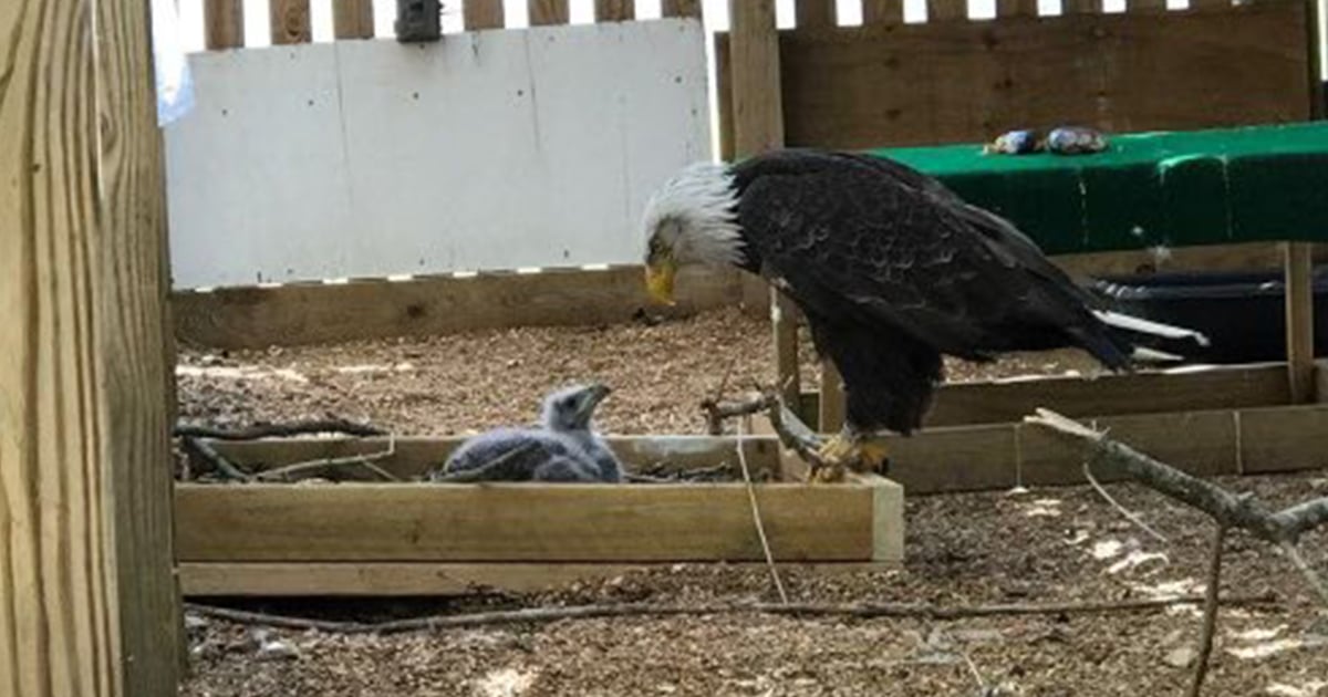 Bald Eagle Who Tried to Hatch an Egg Was Given a Real Eaglet