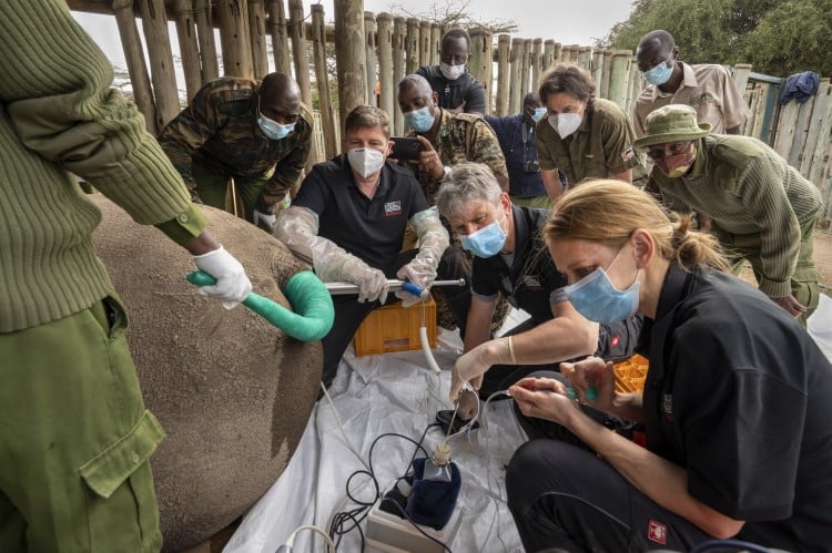 BioRescue Scientists Working on Northern White Rhino 