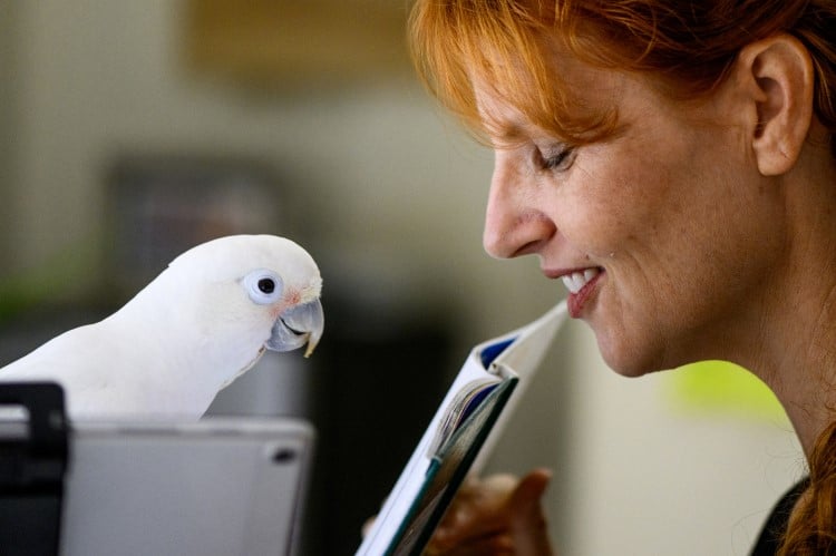 Jennifer Cunha Leading Her Parrot on a Video Chat