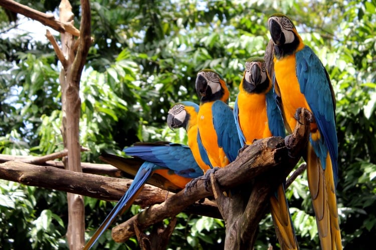 Parrots Sitting on a Branch