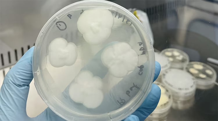 Scientists Discover Fungi That Can Eat Plastic in Just 140 Days thumbnail
