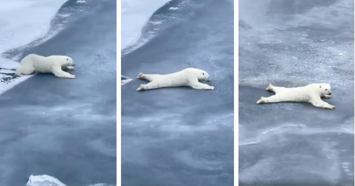 Watch: Rare footage shows the lives of polar bears through their