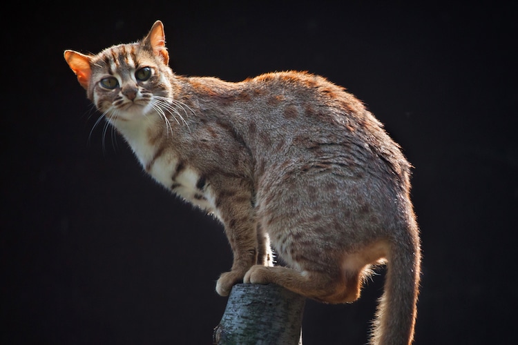 Rusty Spotted Cat Kittens