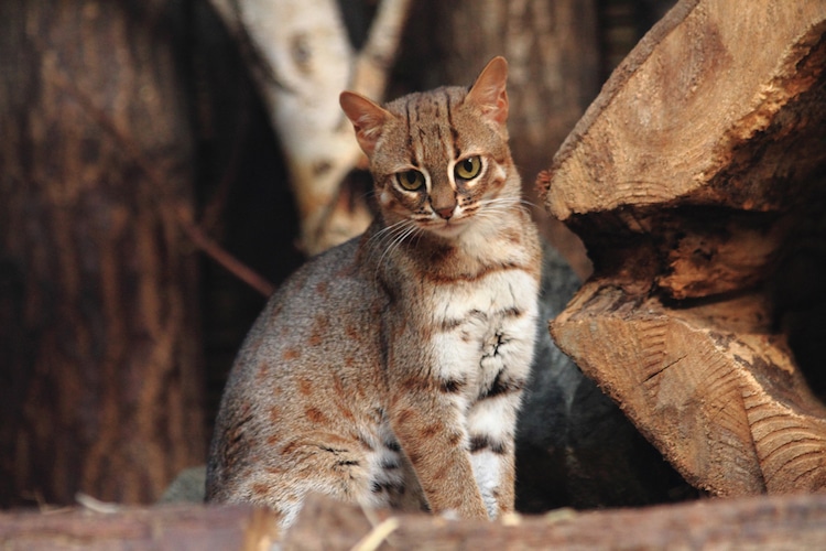 Rusty-Spotted Is One of the World’s Smallest Wild Cat Species Weighing ...