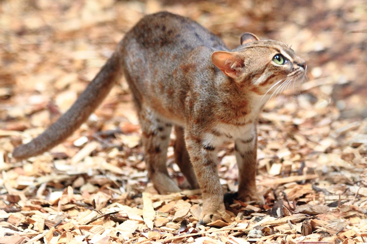 Rusty-Spotted Cats