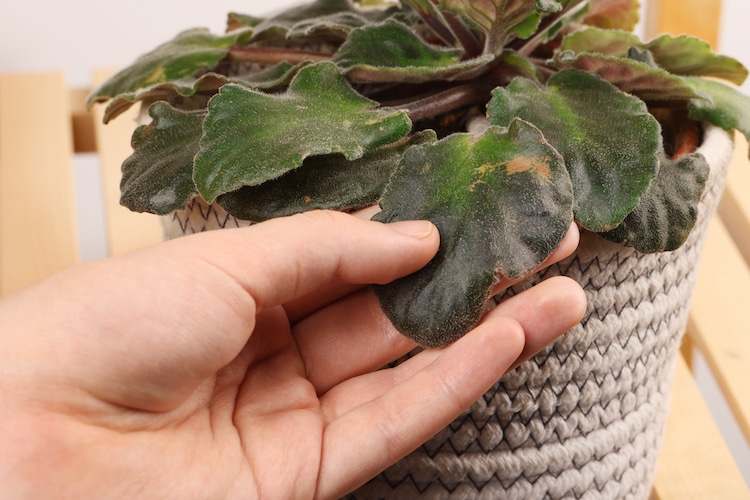 Man touching houseplant with damaged leaves indoors, closeup