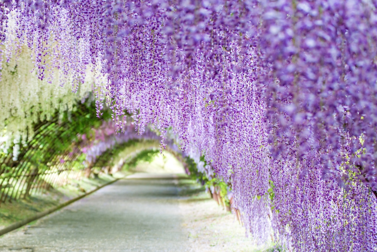 Wisteria Tree in Japan