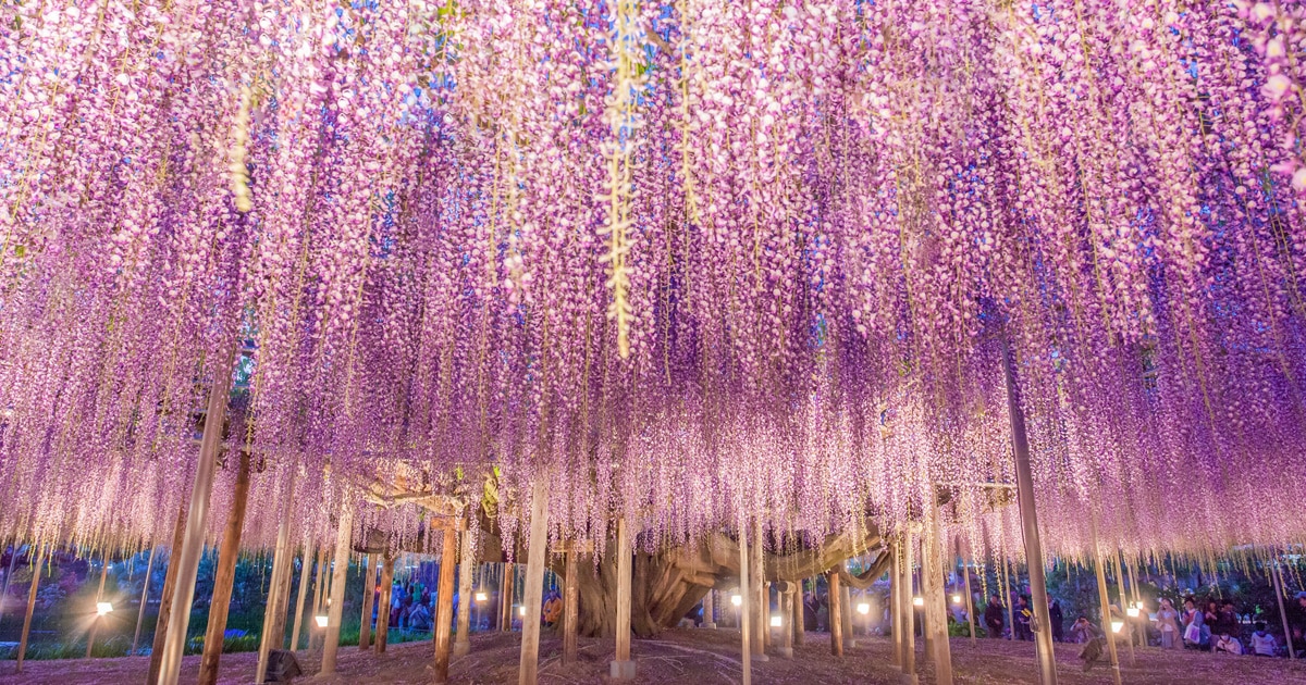 Wisteria Trees Transform Japan Into a Blooming Wonderland