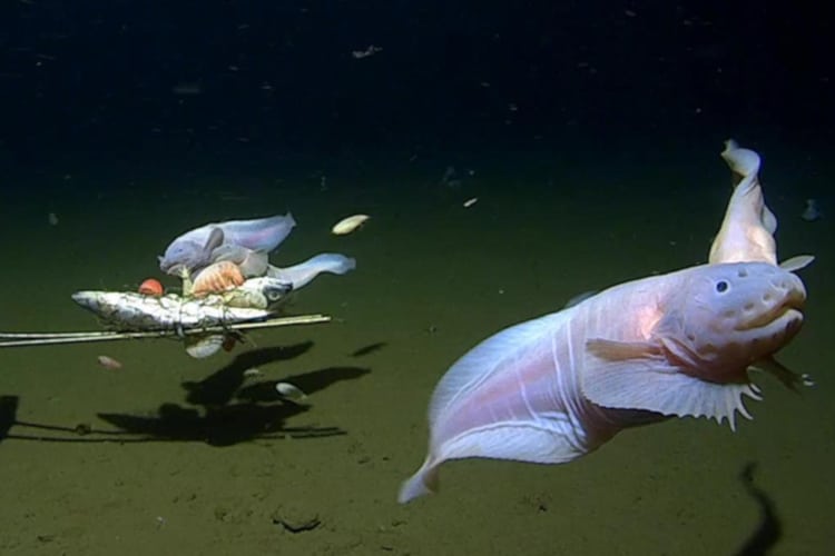 world's deepest fish captured by researchers from the University of Western Australia (UWA) and scientists from Japan
