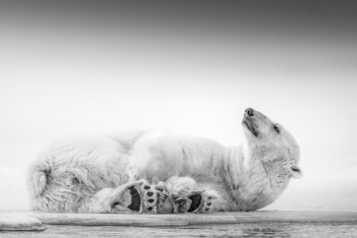 Black and white photo of a polar bear on its side in Svalbard