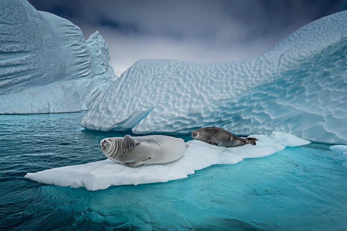 A couple of crabeater seals rest on a bed of ice under the Antarctic sun