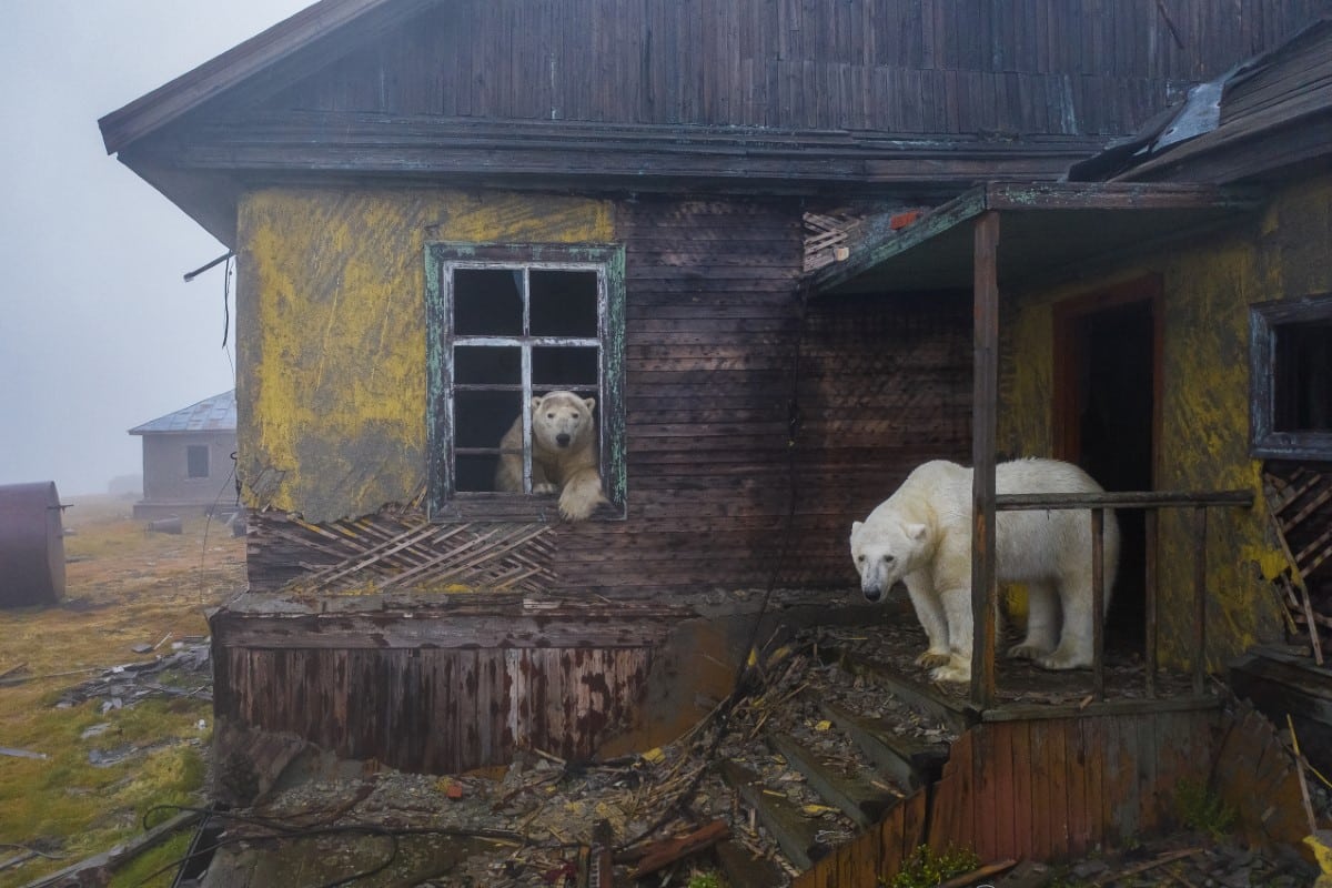 Polar bears in abandoned building in Kolyuchin Island