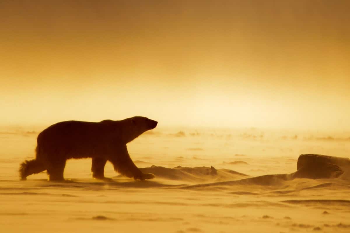 Polar bear walking at sunset in Svalbard, Norway
