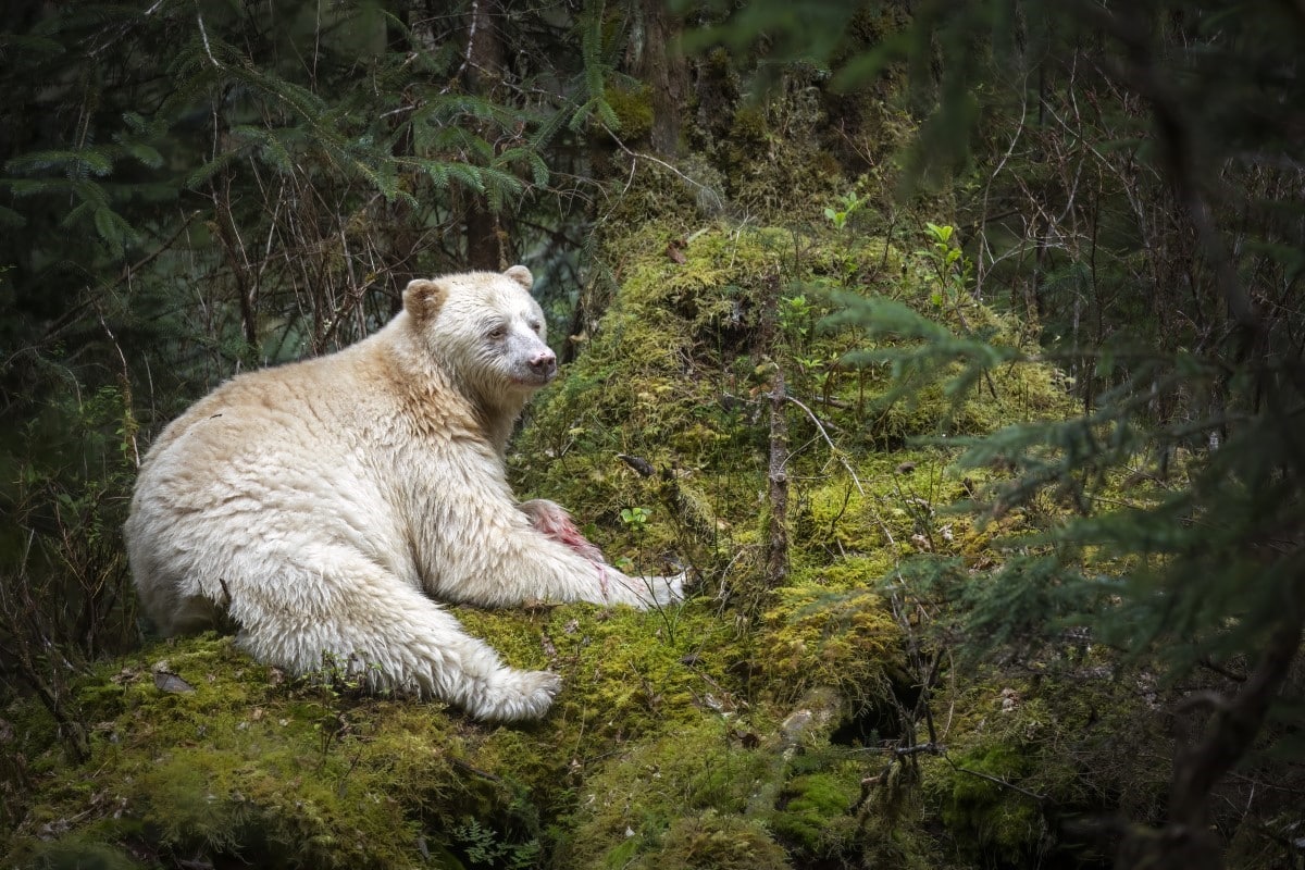 Spirit bear in Canada