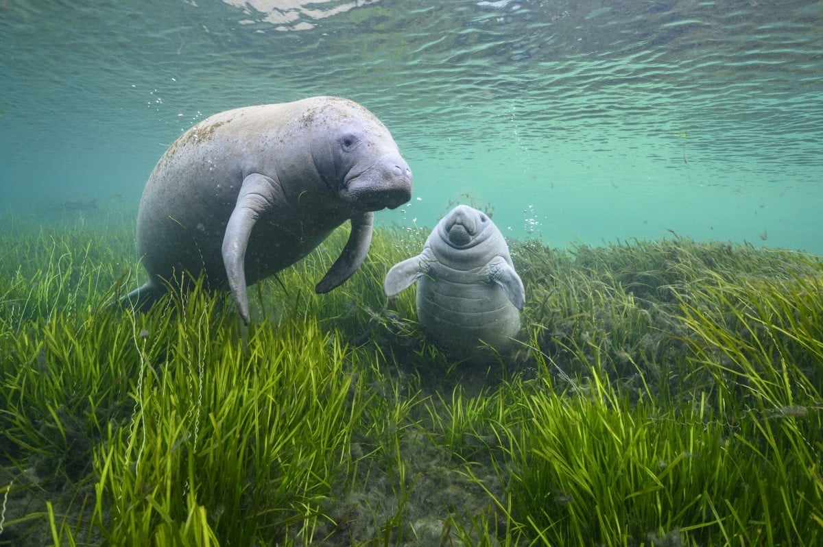 Manatee mother and calf underwater in Florida