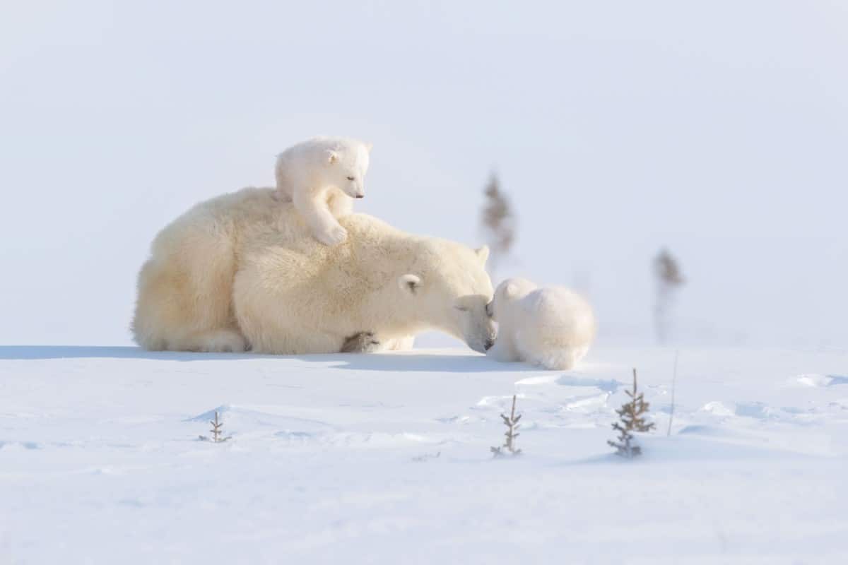 Mother polar bear snuggling her cubs
