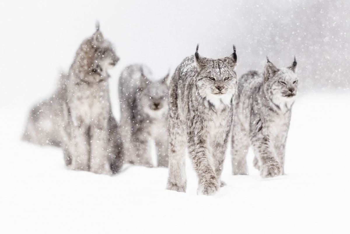 Family of lynxes walking in the snow