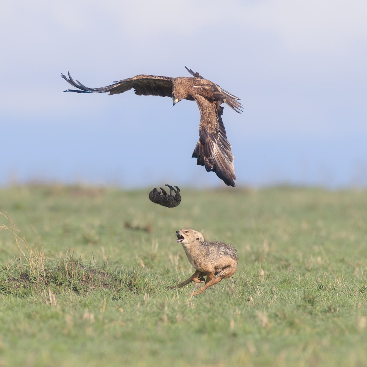 Jaw-Dropping Moment an Eagle Snatches a Cub from a Jackal