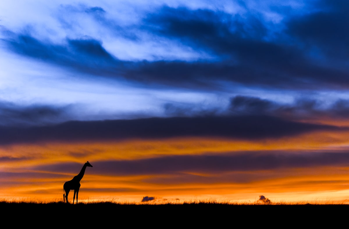 Giraffe with dramatic sky in the background at the Maasai Mara in Kenya