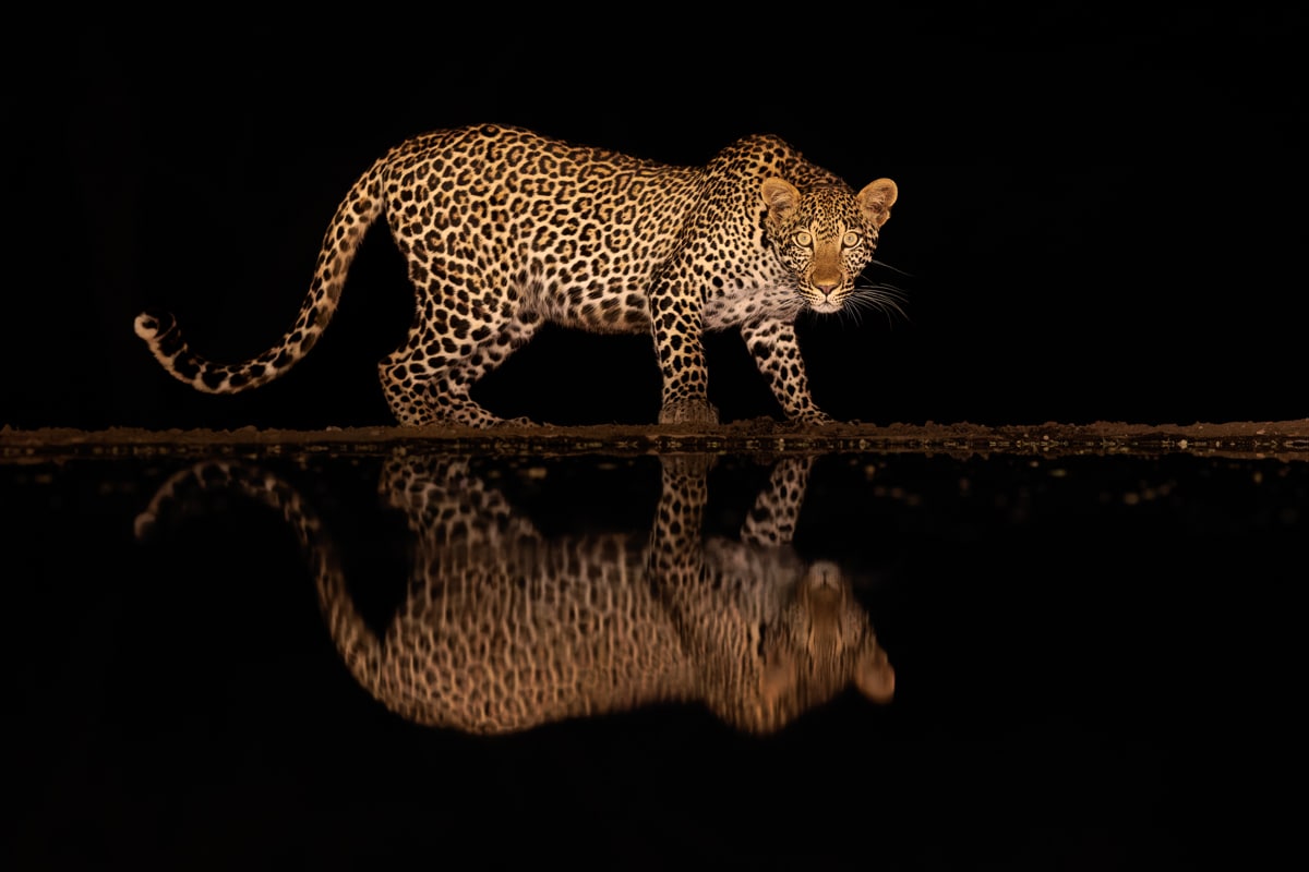 Leopard at night by Ateeb Hussain